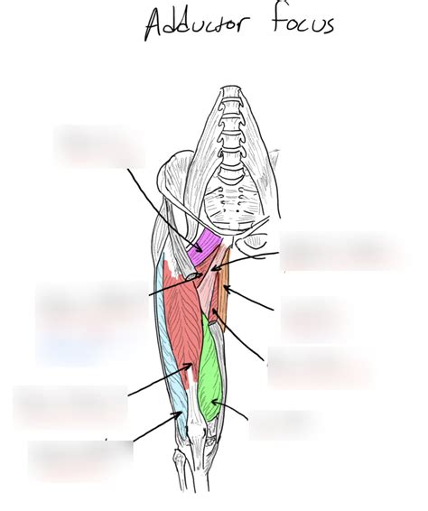 Adductor Focus Diagram Quizlet