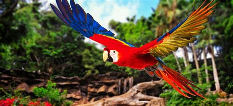 16 Types of Parrots (Best Pet Parrots) - imparrot