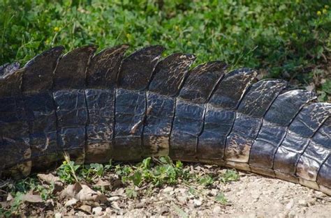 Alligator Tail Stock Photos, Images and Backgrounds for Free Download