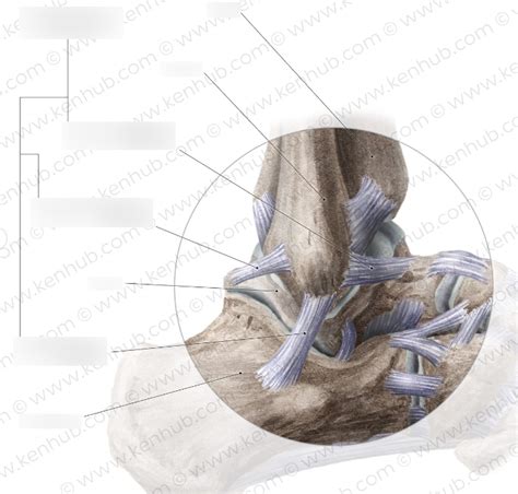 Ankle Joint Lateral Diagram Quizlet