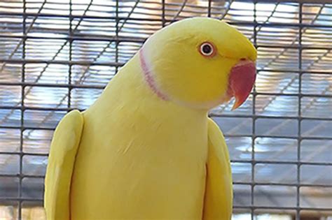 Indian Ringneck Parakeet PIRSA