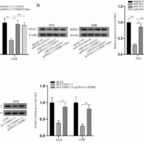 Mir 451a Inhibits Aktmtor Signaling Pathway Via Ythdc1 Mediated Pdpk1