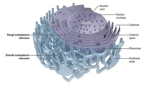 Types Of Endoplasmic Reticulum And Their Functions