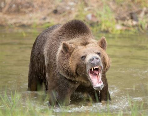 Grizzly Bear Sound As Well As Why They Utilize Them & Downloads - Beast ...