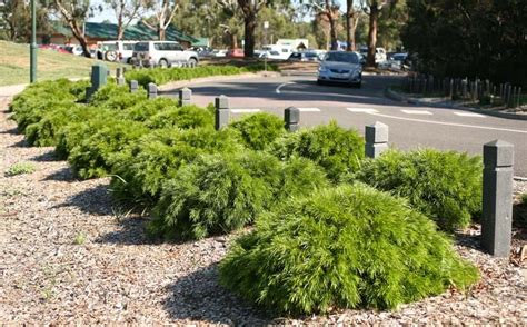 Acacia Cognata Dwarf Mini Cog Australian Native Plant