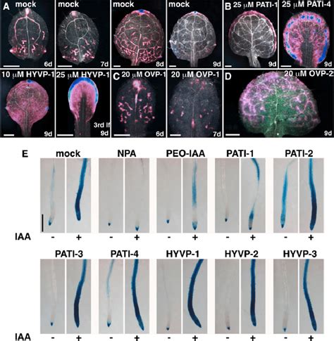 Auxin Response To Compounds A To D Images Of Gus Stained Dr5gus