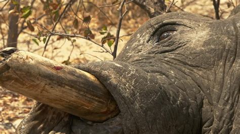 Hunter Ron Thomson Totally Unrepentant About Killing 5000 Elephants