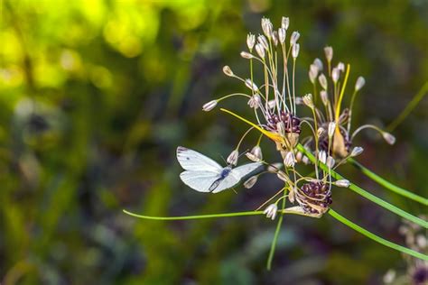 Borboleta branca uma borboleta branca voa até uma flor em um processo