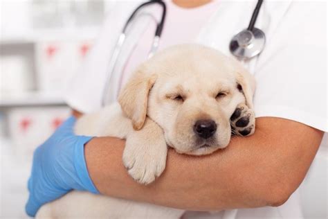 Parvovirose Canina Saiba como proteger o seu cão