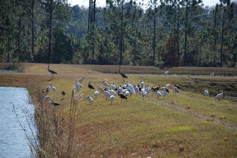 Florida Bass Conservation Center | Sumter County Tourism