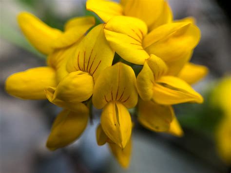 Stalked Bird S Foot Trefoil Lacamas Prairie Non Native Species