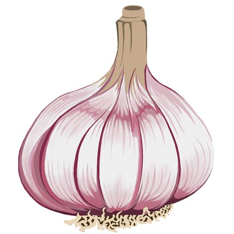 Garlic Illustration Png