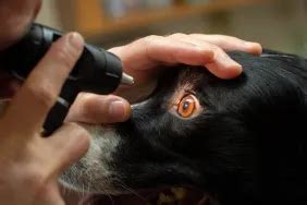 Portosystemic Shunt in Dogs: Symptoms, Causes, & Treatments – My Pets ...