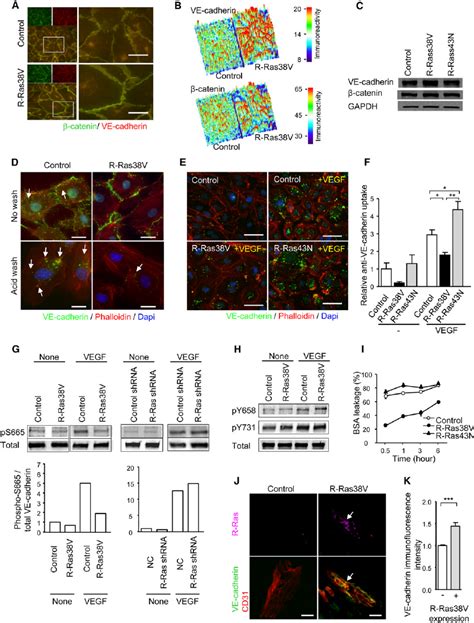 R Ras Stabilizes Endothelial Adherens Junctions And Improves