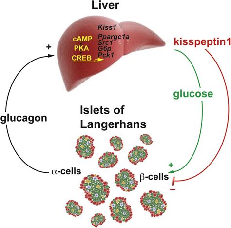 Glucagon Regulates Hepatic Kisspeptin To Impair Insulin Secretion Cell