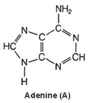 Adenine: Structure, Lesson & Quiz | Study.com