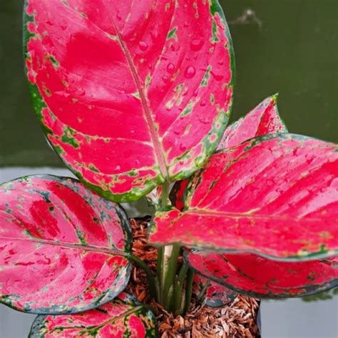 Jual Aglaonema Red Anjamani Di Lapak Petani Aglonema Bukalapak