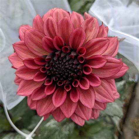 Night Silence – Cutting – Four Acre Farm LLC