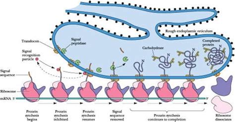 Biology matters: Cell structure and function tutorial - Ribosomes