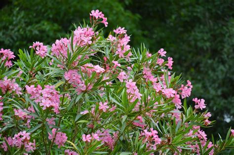 Quand Et Comment Tailler Le Laurier Rose Au Printemps Pour Une