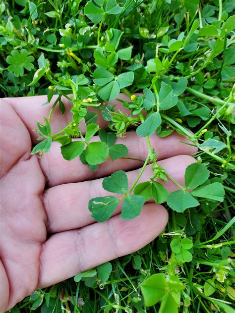 Common Lawn Weeds Artofit