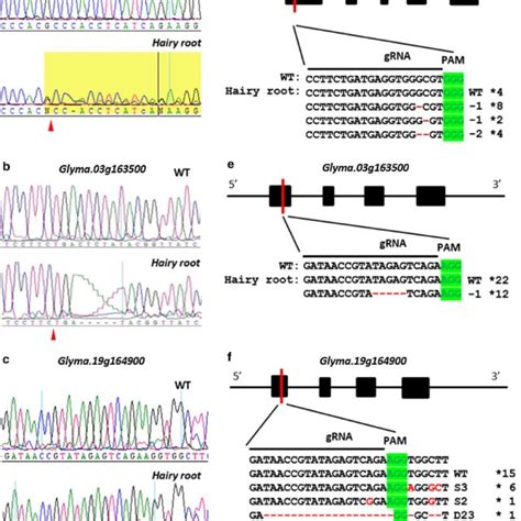 Pdf Mutagenesis Of Seed Storage Protein Genes In Soybean Using Crispr