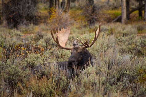 Kansas Man Pleads Guilty To Poaching Colorado Moose Harvesting Nature