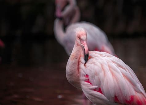 Premium Photo | Greater flamingo