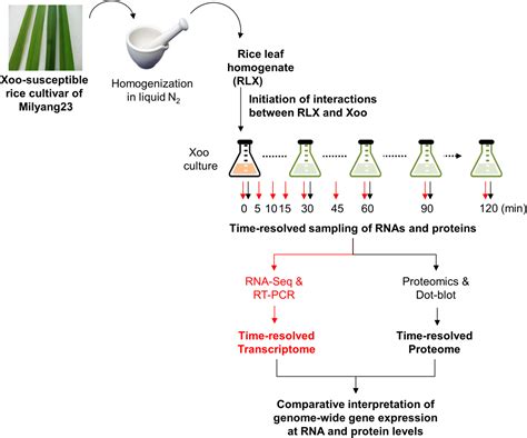 Frontiers Combined Analysis Of The Time Resolved Transcriptome And