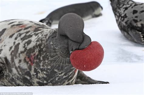 Pictures capture the stomach-churning moment a seal inflates his NOSE ...