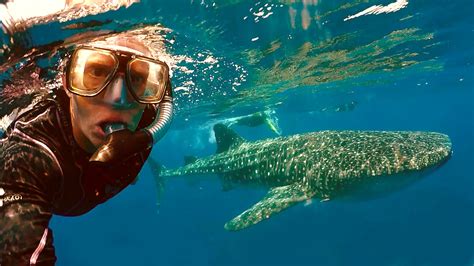 Swim With Whale Sharks Isla Mujeres Trips Isla Mujeres Cancun Riviera Maya Tours