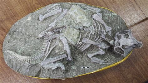 Stunningly preserved ‘Cretaceous Pompeii’ fossils may not be what they ...