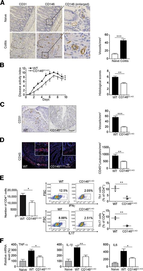 Targeting Endothelial Cd146 Attenuates Colitis And Prevents Colitis