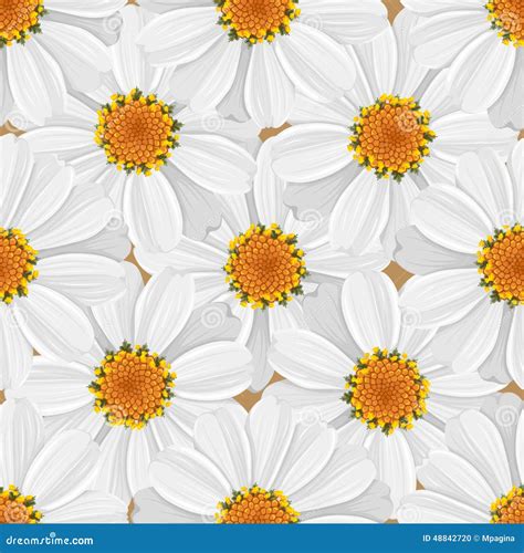 Floral Seamless Pattern Daisy Stock Vector Illustration Of Flower