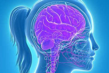 Central nervous system (CNS) - function, disorders | healthdirect