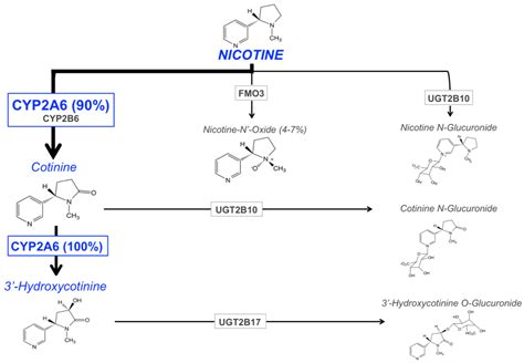 Jpm Free Full Text Variation In Cyp2a6 Activity And Personalized