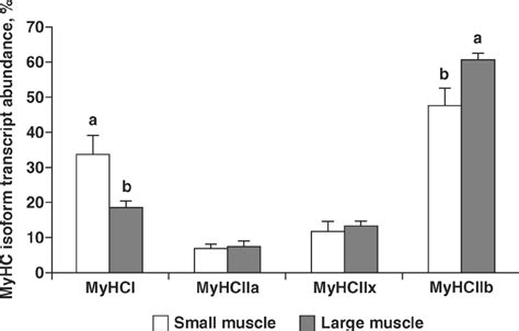 Relative Muscle Expression Of The 4 Adult Myosin Heavy Chain Myhc Download Scientific Diagram