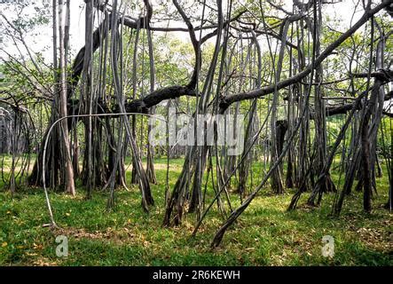 A Huge Banyan Ficus Benghalensis Tree Near Durga Temple Complex