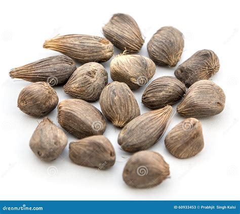 Palm Kernel Stock Image Image Of Africa Nature Seeds 60933453