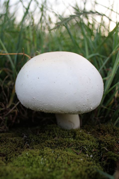 Agaricus Arvensis Wikipedia