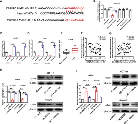 Linc Regulates C Met Expression By Adsorbing Mir A A Schematic