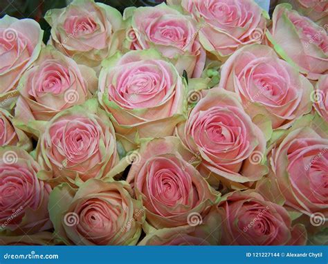 Bouquet of red green roses stock photo. Image of roses - 121227144