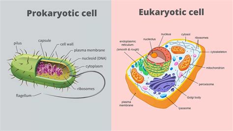 Prokaryotic Cell Vs Eukaryotic Cell Major Differences