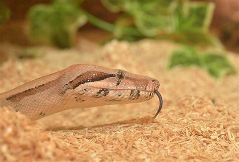 70+ Free Snake Tongue & Tongue Images - Pixabay