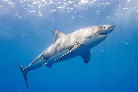 Great White Shark Chases Surfers From The Water Off Coast Of Wa Daily