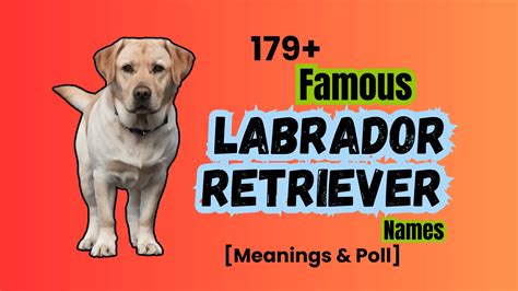 179+ Famous Labrador Retriever Names [Meanings & Poll] - Namesbranch.com