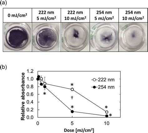 Mtt Assay Of Cell Sheets 3 Days After Incubation The Cells Were Download Scientific Diagram