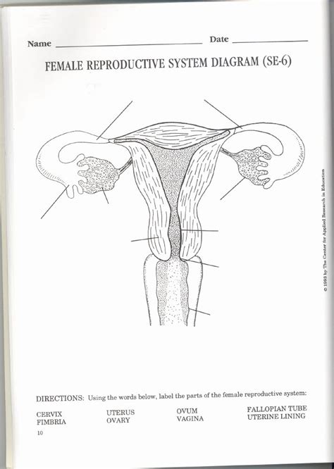 50 The Female Reproductive System Worksheet Chessmuseum Template Library