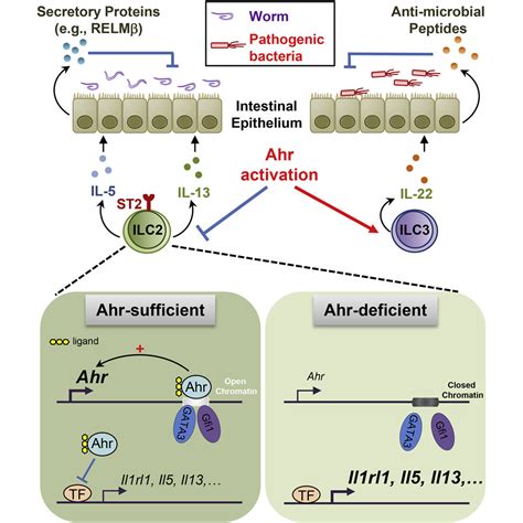 Aryl Hydrocarbon Receptor Signaling Cell Intrinsically Inhibits