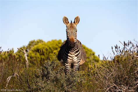 De Hoop Nature Reserve - Africa Geographic